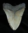 / Inch Megalodon Tooth With Stand #1369-2